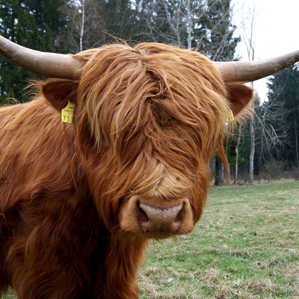 Photo of a hairy cow