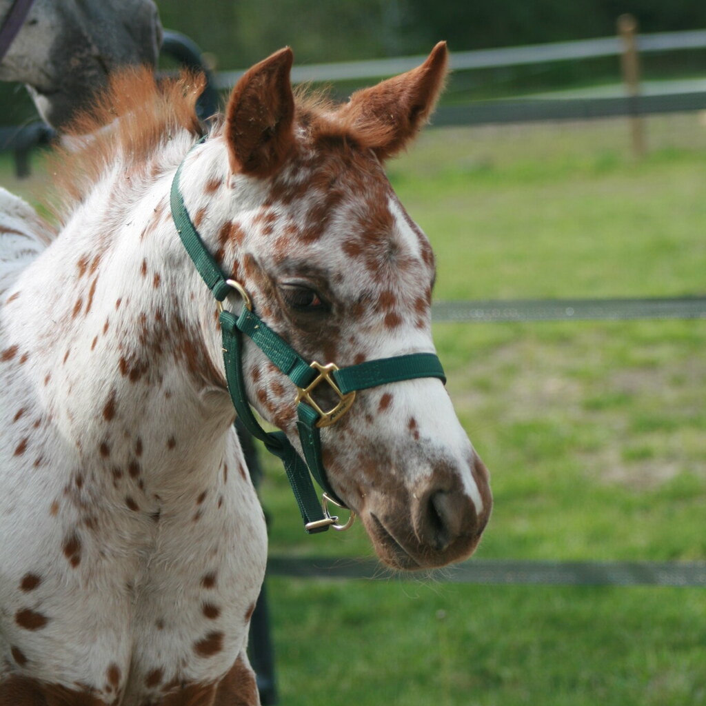 Photo of a horse wearing a halter