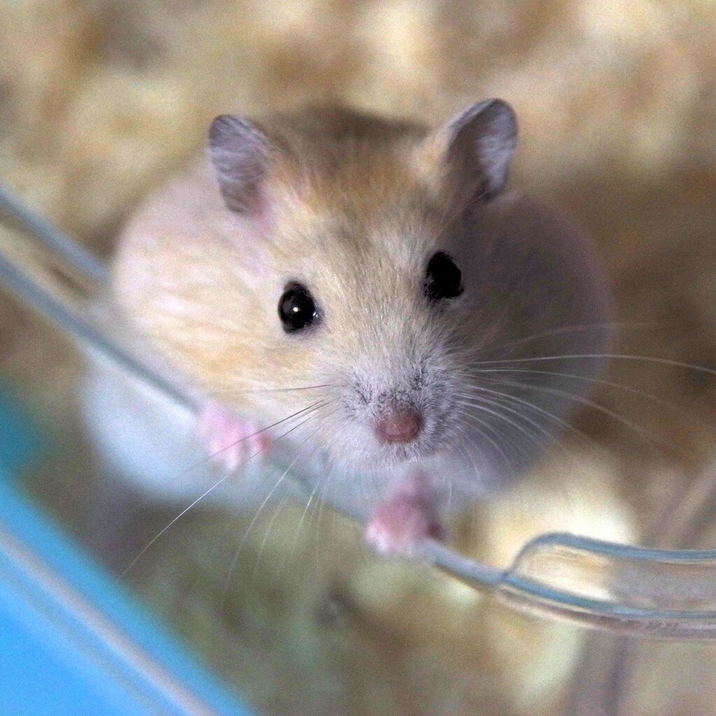 Photo of a hamster