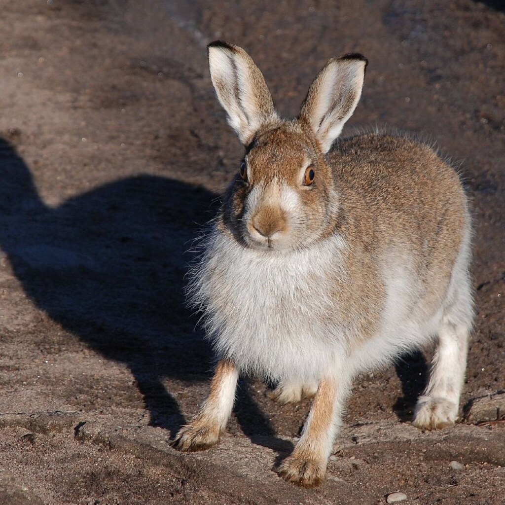 Photo of a hare