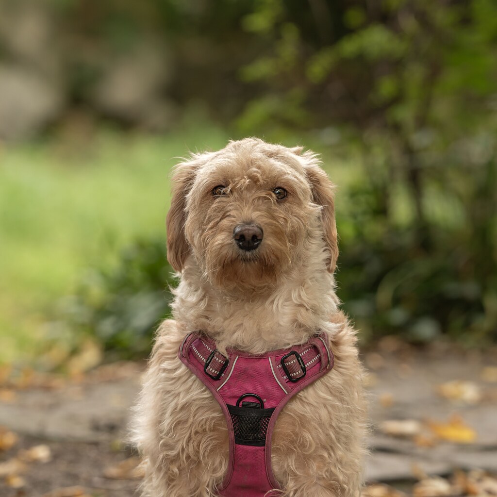 A photo of a dog wearing a pink harness outdoors.