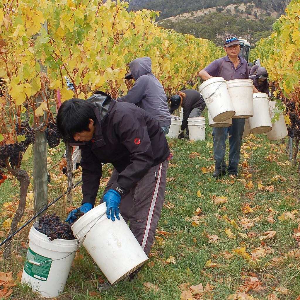 Photo of men harvesting grapes