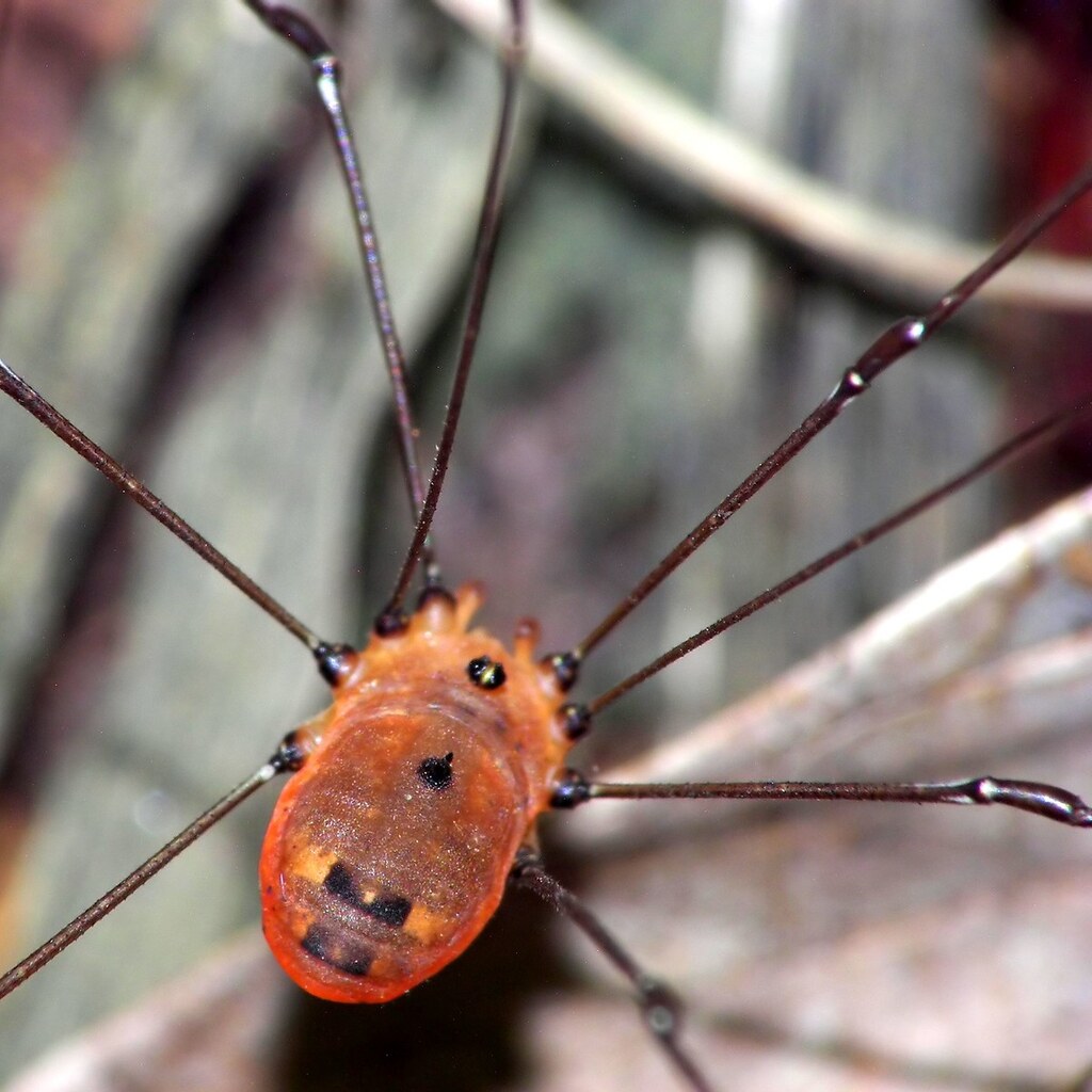 Photo of a harvestman