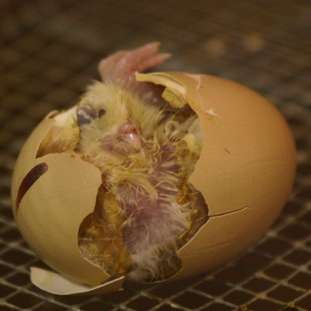 Photo of a baby chick hatching