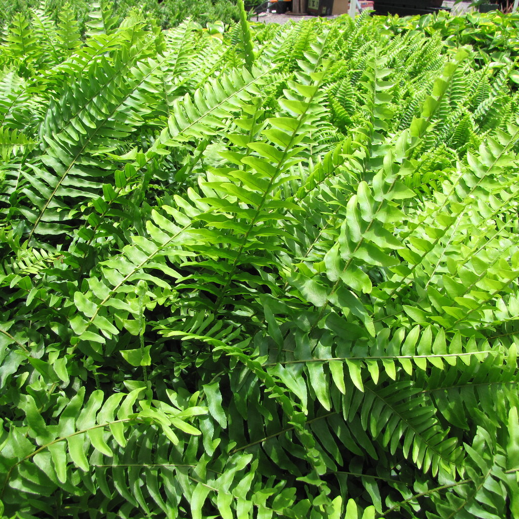 Photo of healthy plants