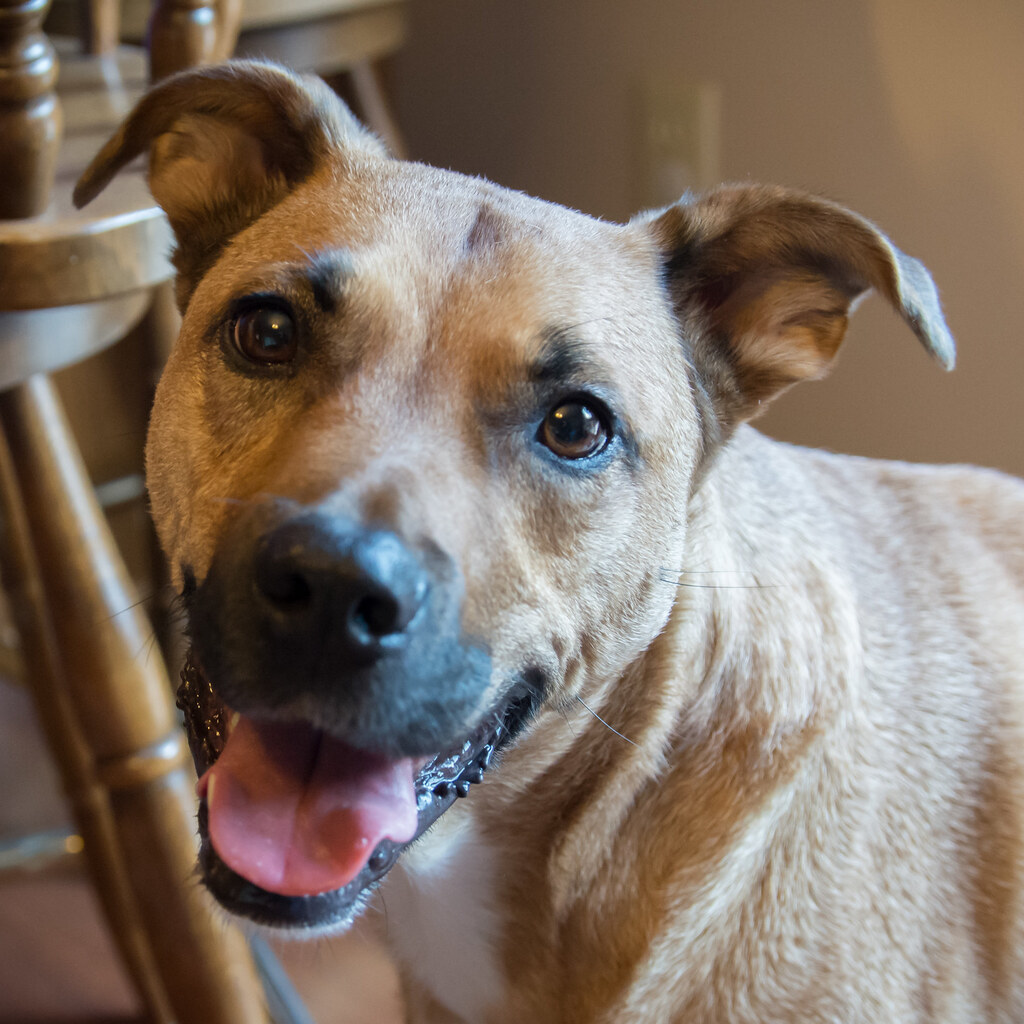 Photo of a healthy dog