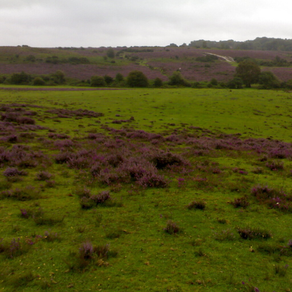 A heath.
