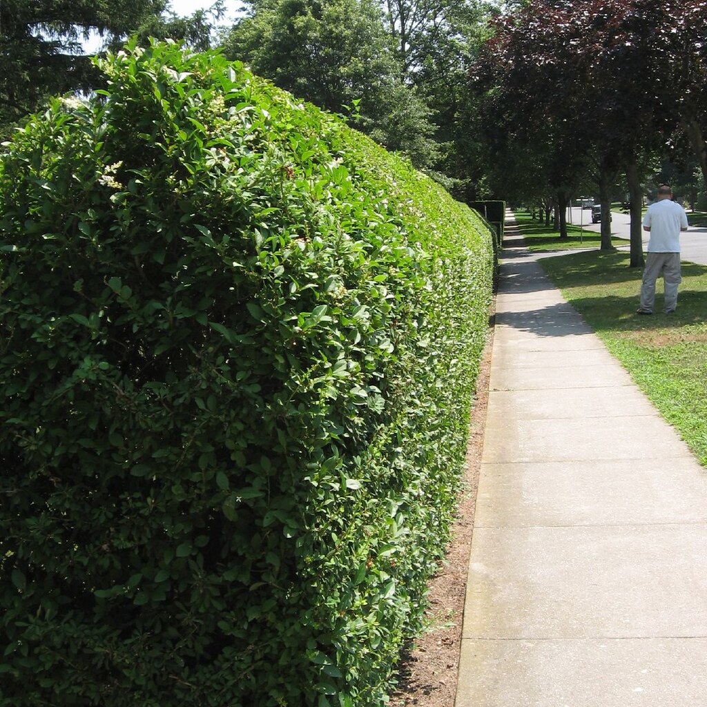 Photo of a hedge