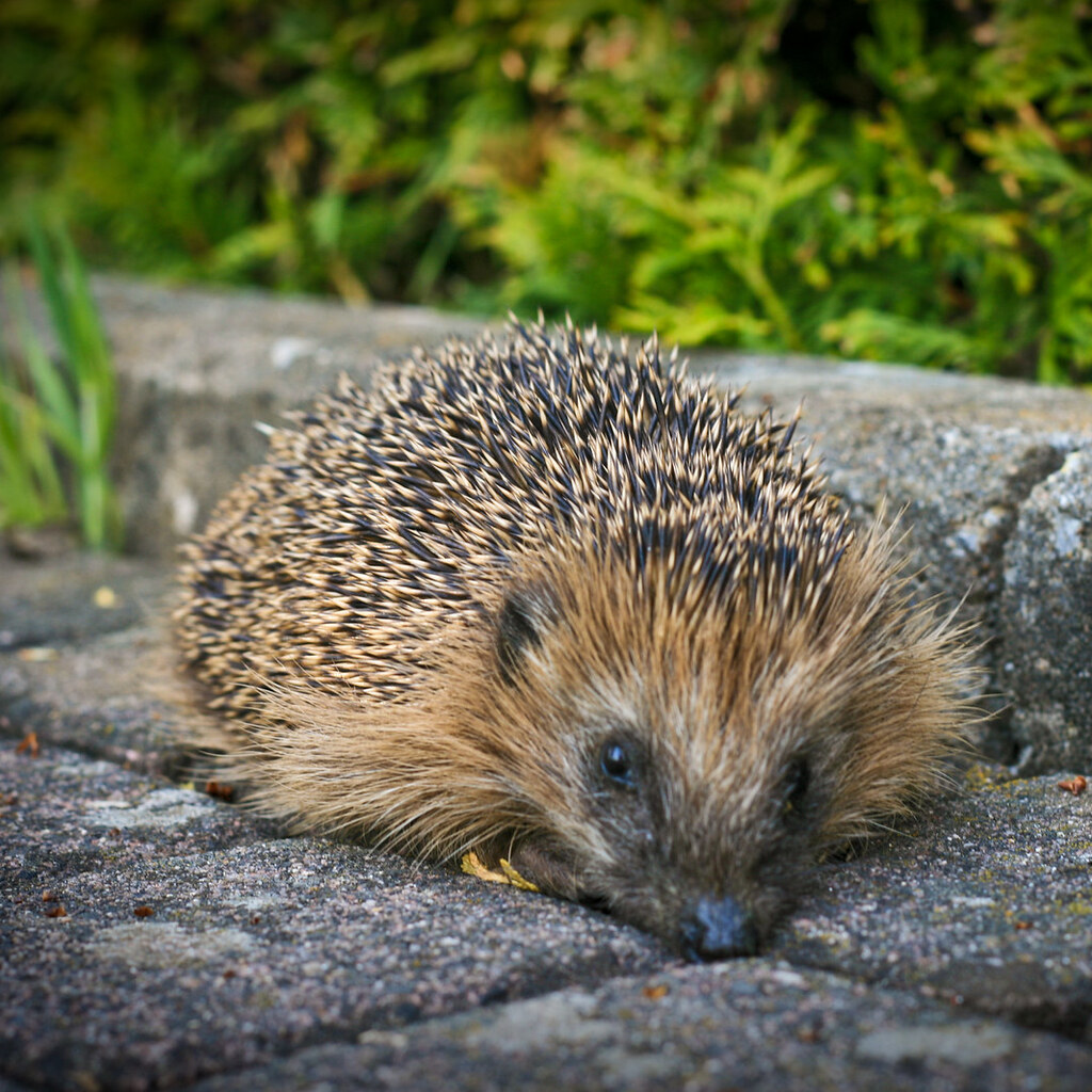 Photo of a hedgehog