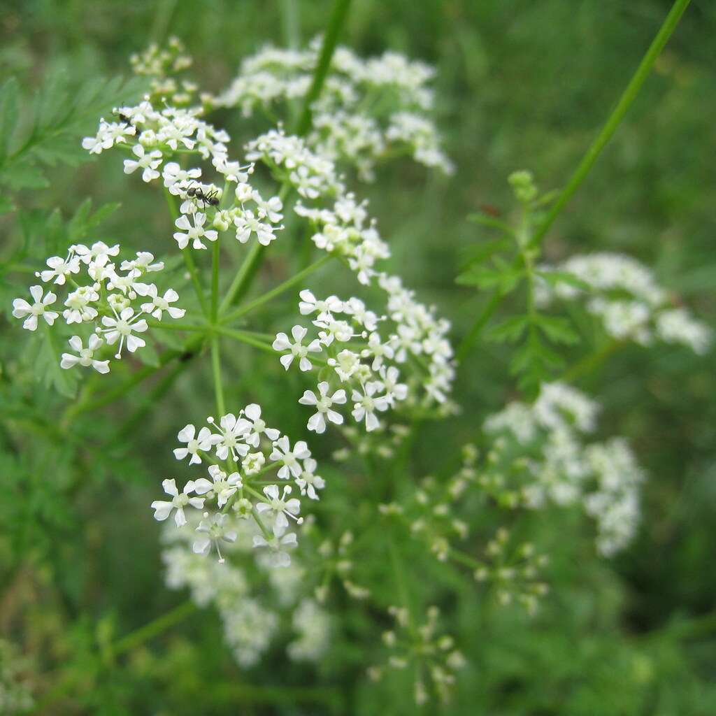 Photo of hemlock