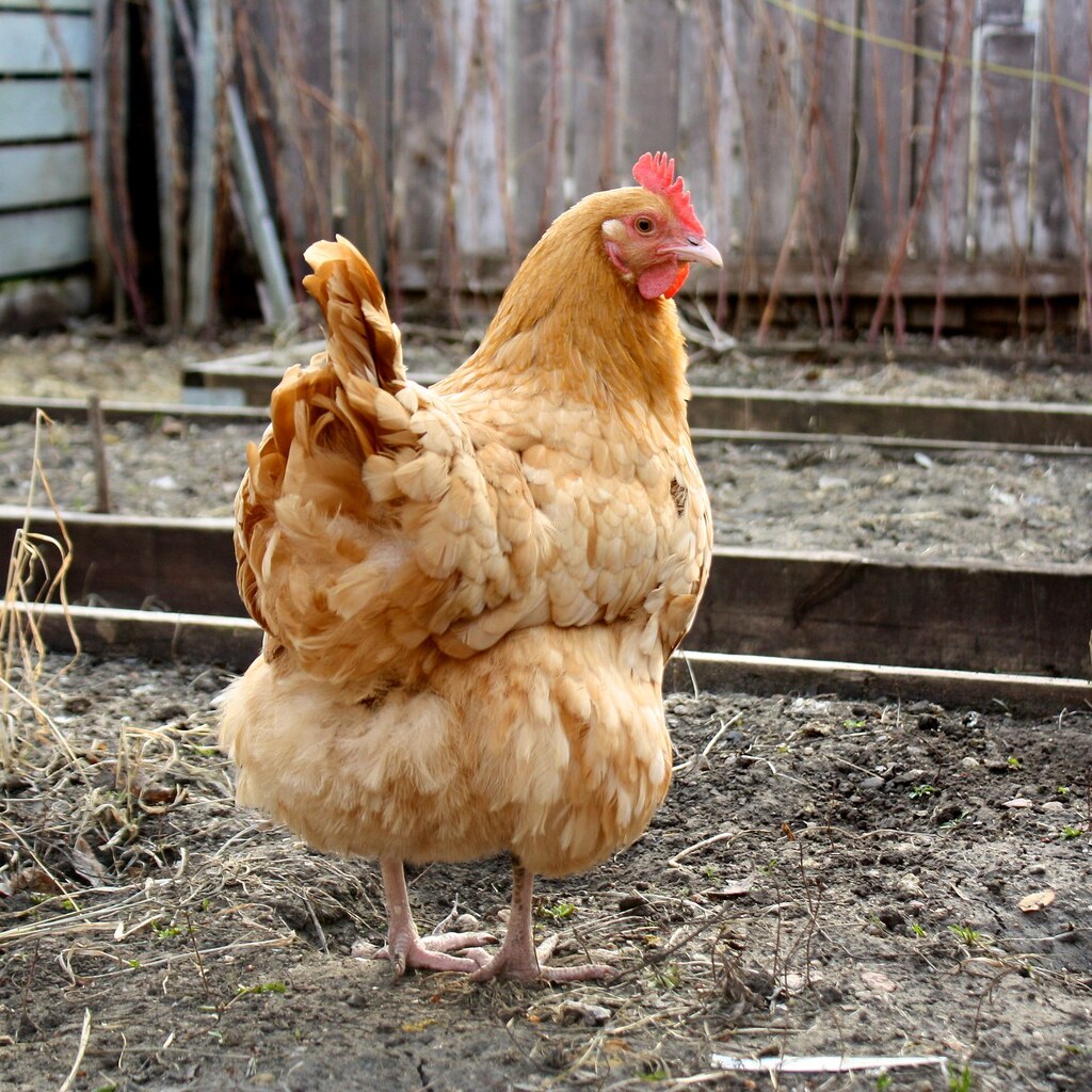 Photo of a hen.