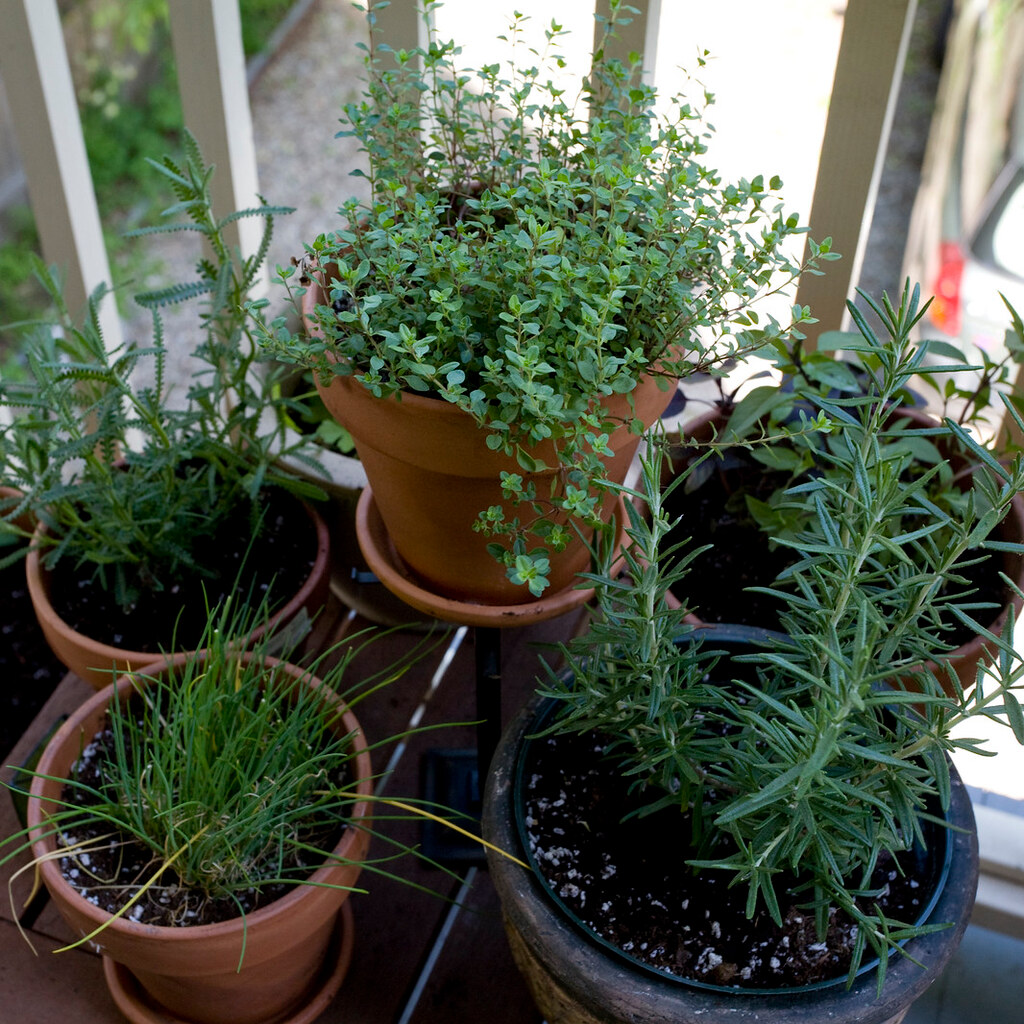 Photo of herbs
