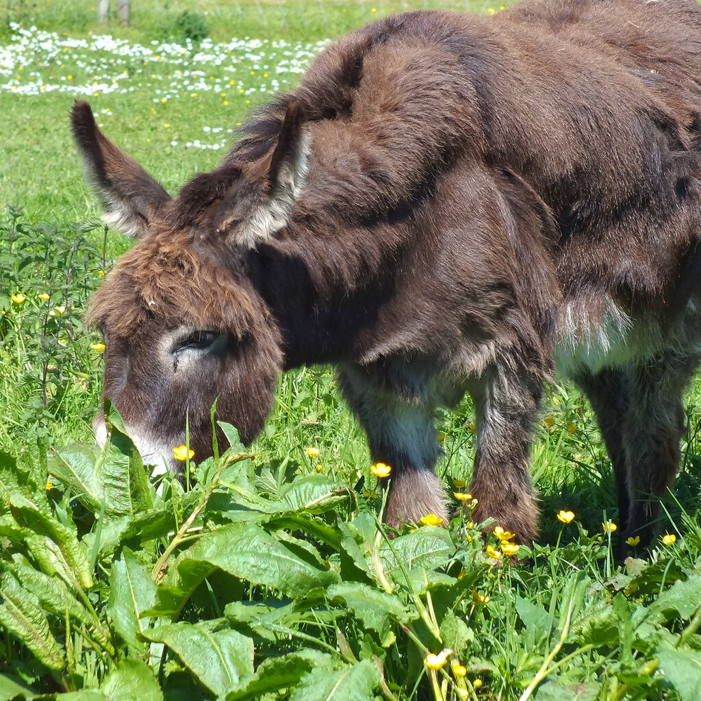 Photo of a donkey grazing