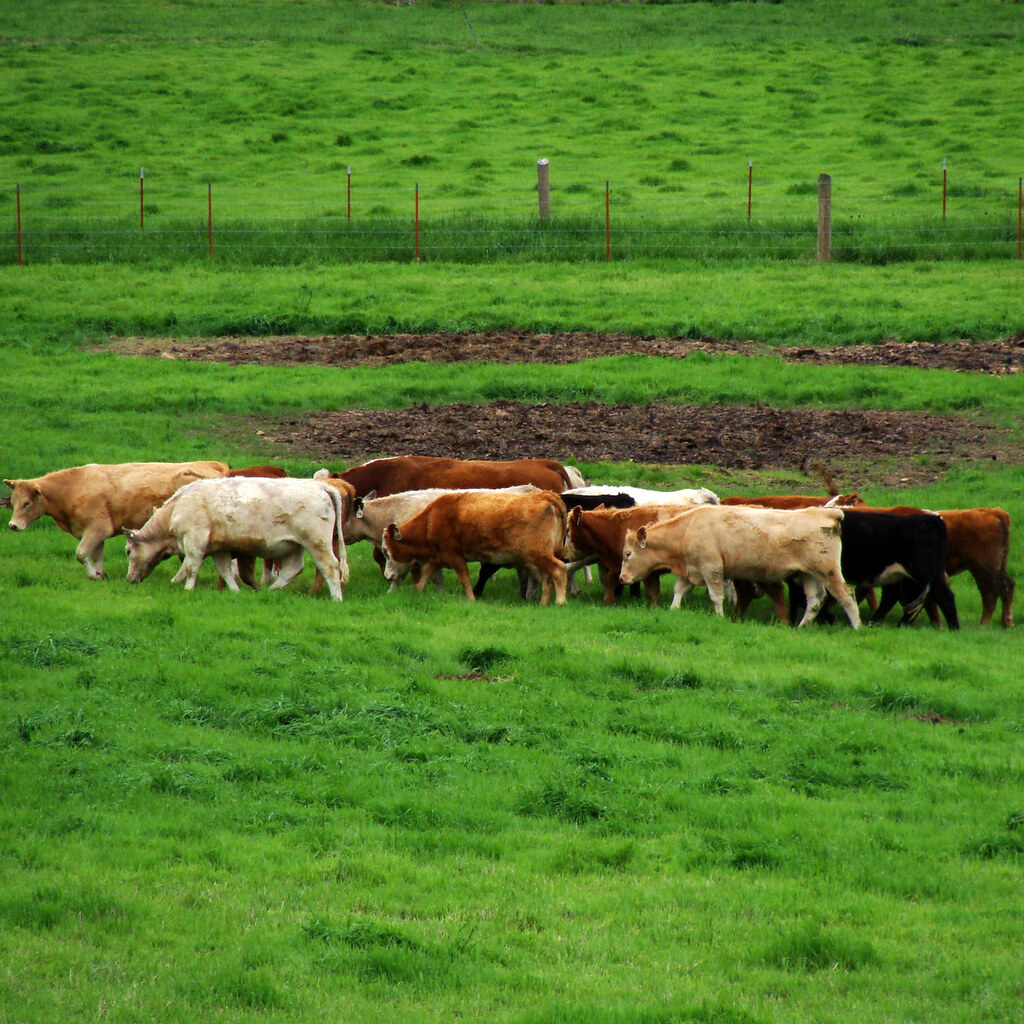 Photo of a herd of cows