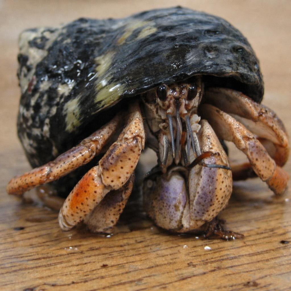 Photo of a hermit crab
