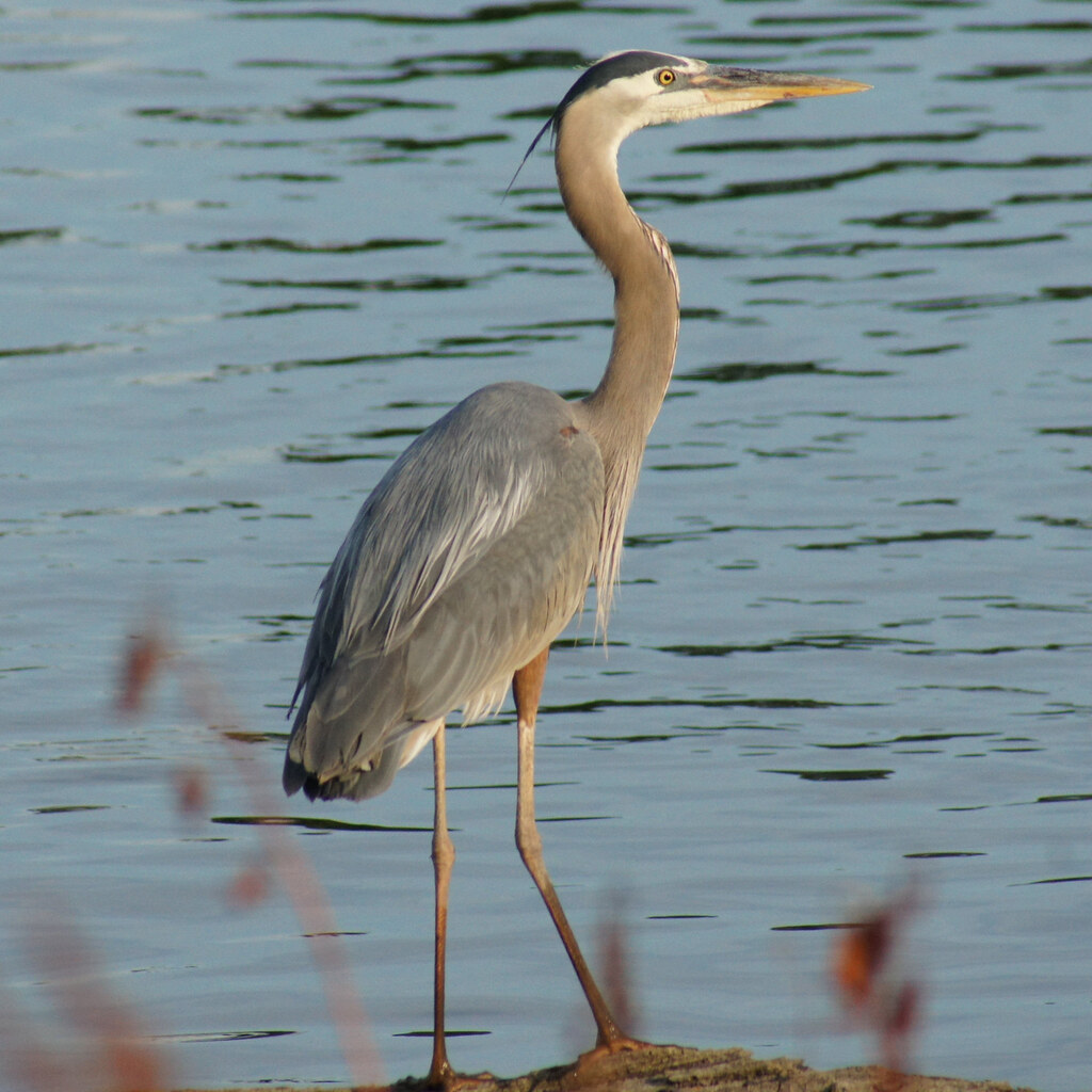 Photo of a heron