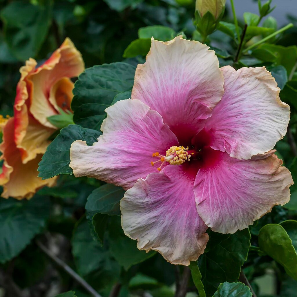 Photo of a pink hibiscus flower