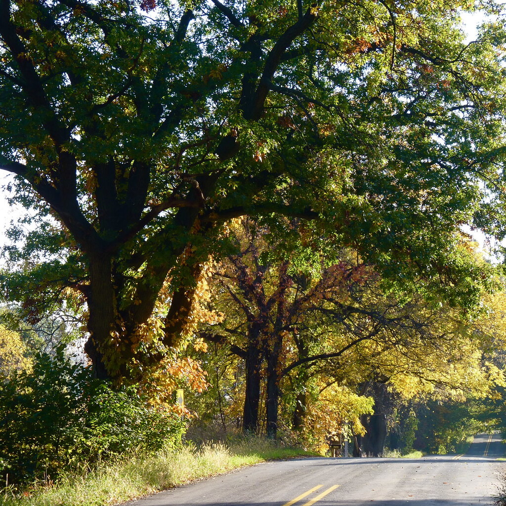 Photo of hickory trees
