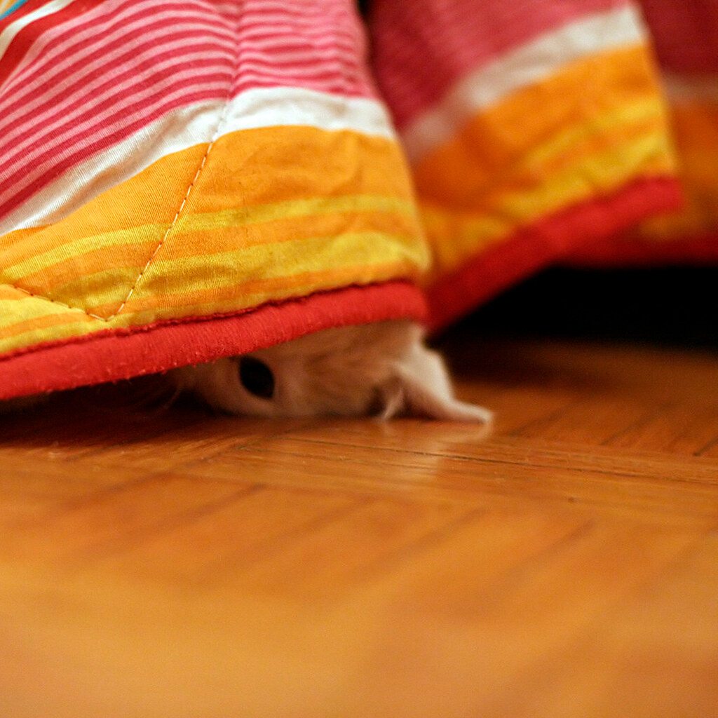 Photo of a hidden cat