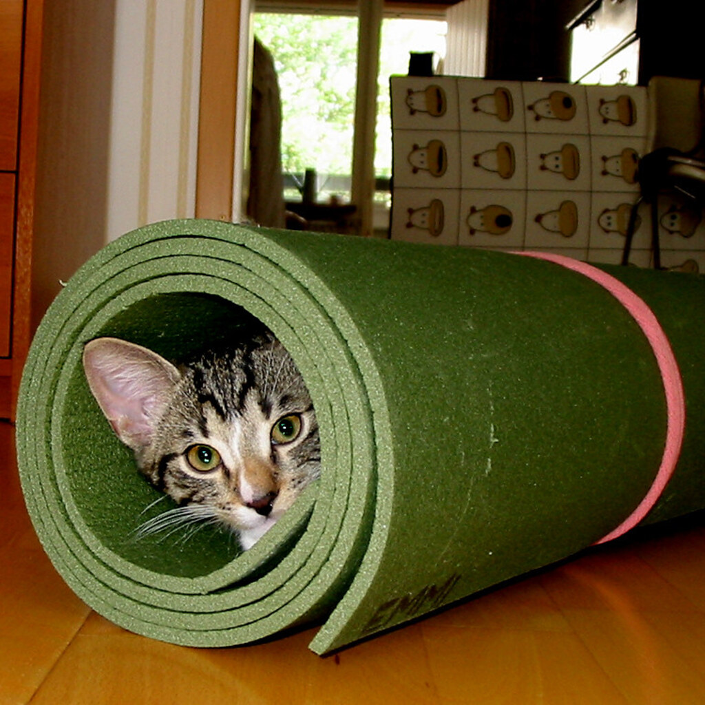 Photo of a cat hiding