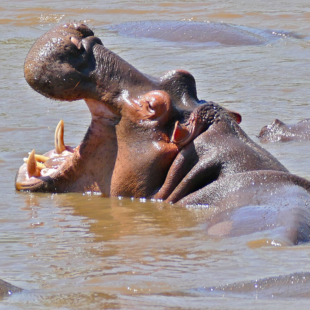 Photo of a hippopotamus