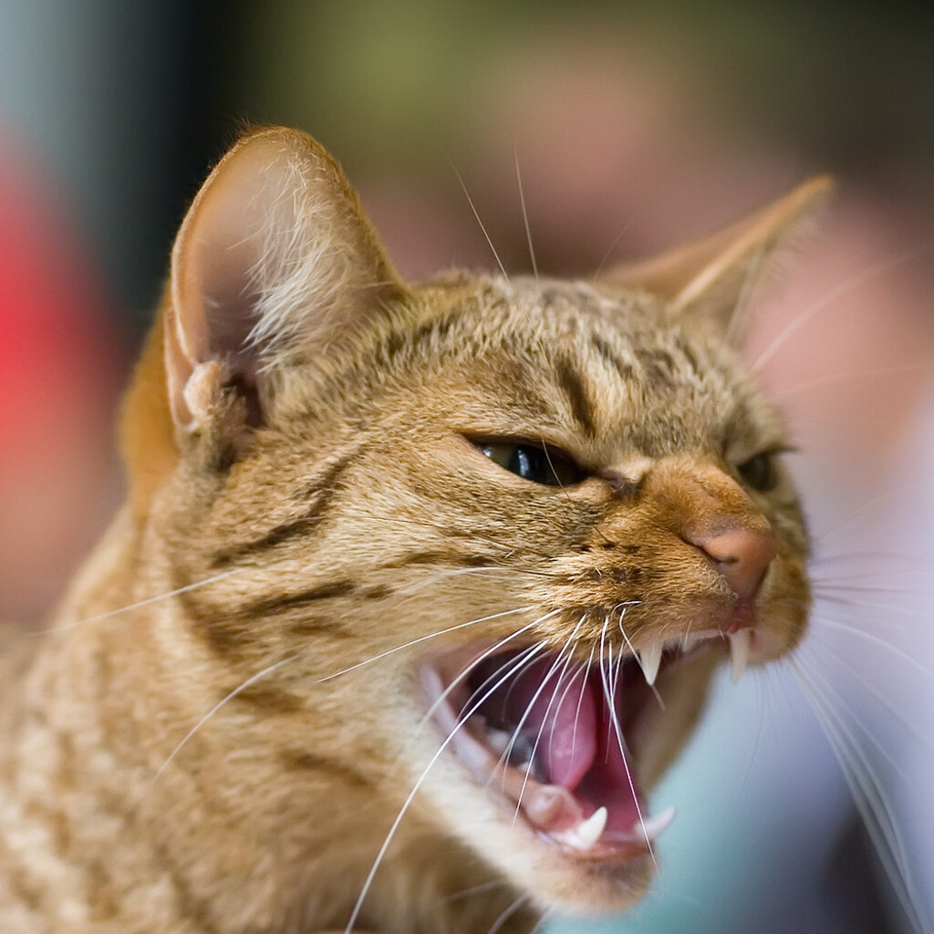 Photo of a cat hissing