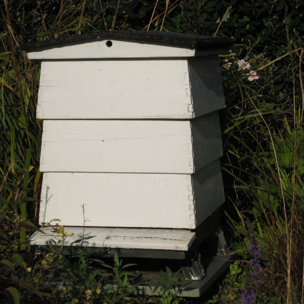 Photo of a bee hive