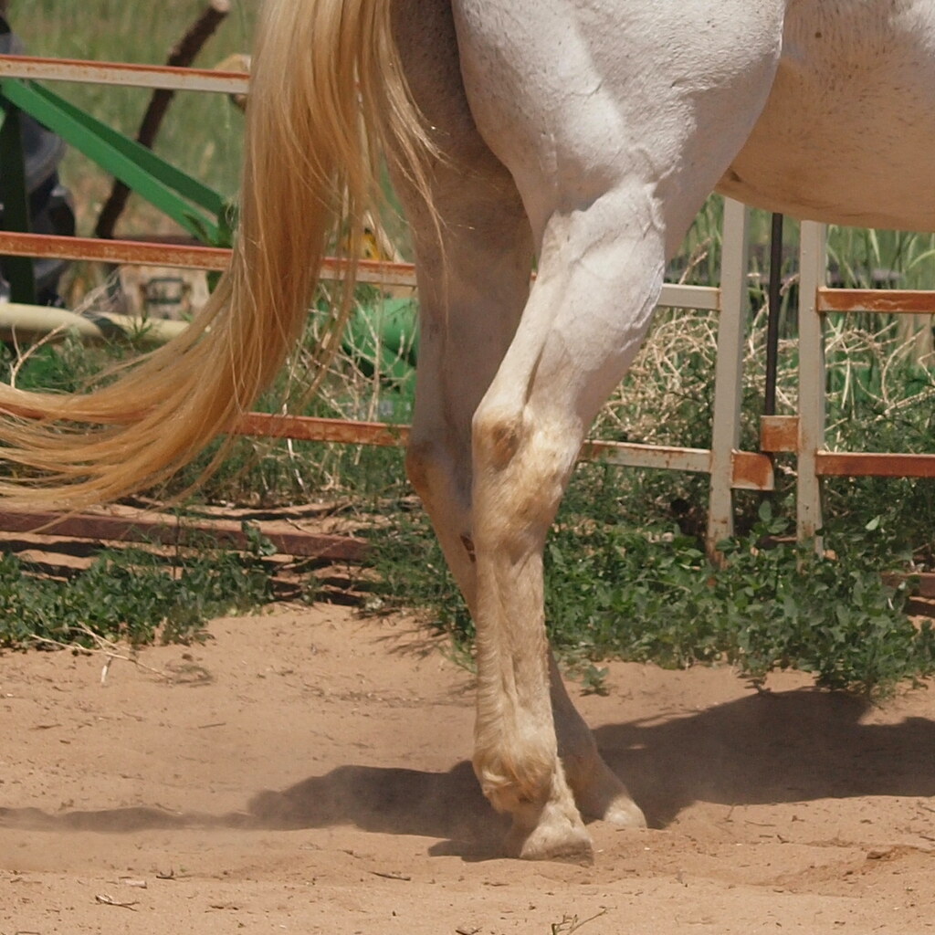 Photo of horse hocks