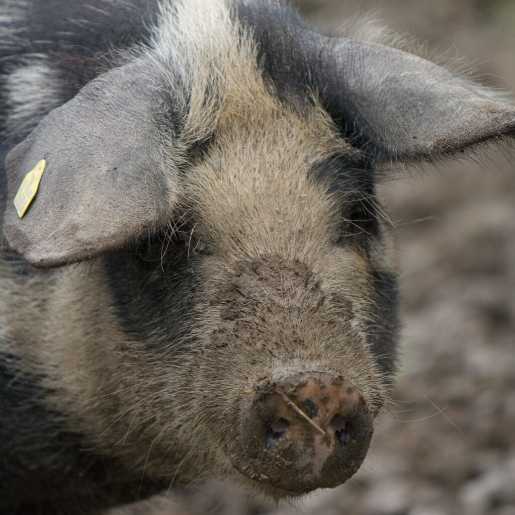 Photo of a hog
