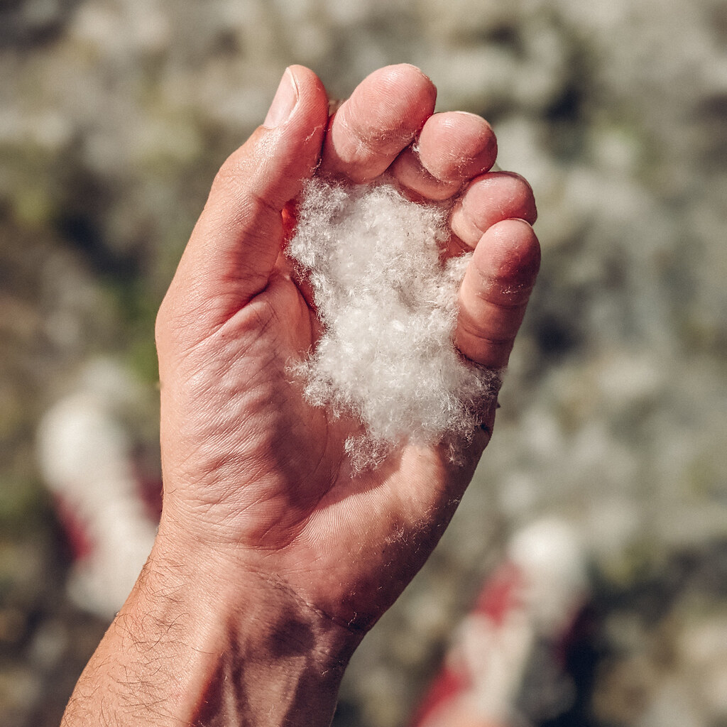 Photo of a hand holding poplar seeds