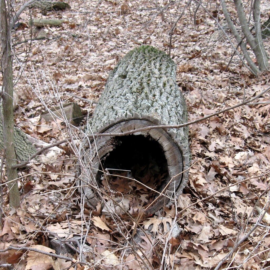 Photo of a hollow log