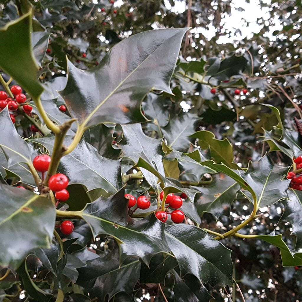 Photo of European holly