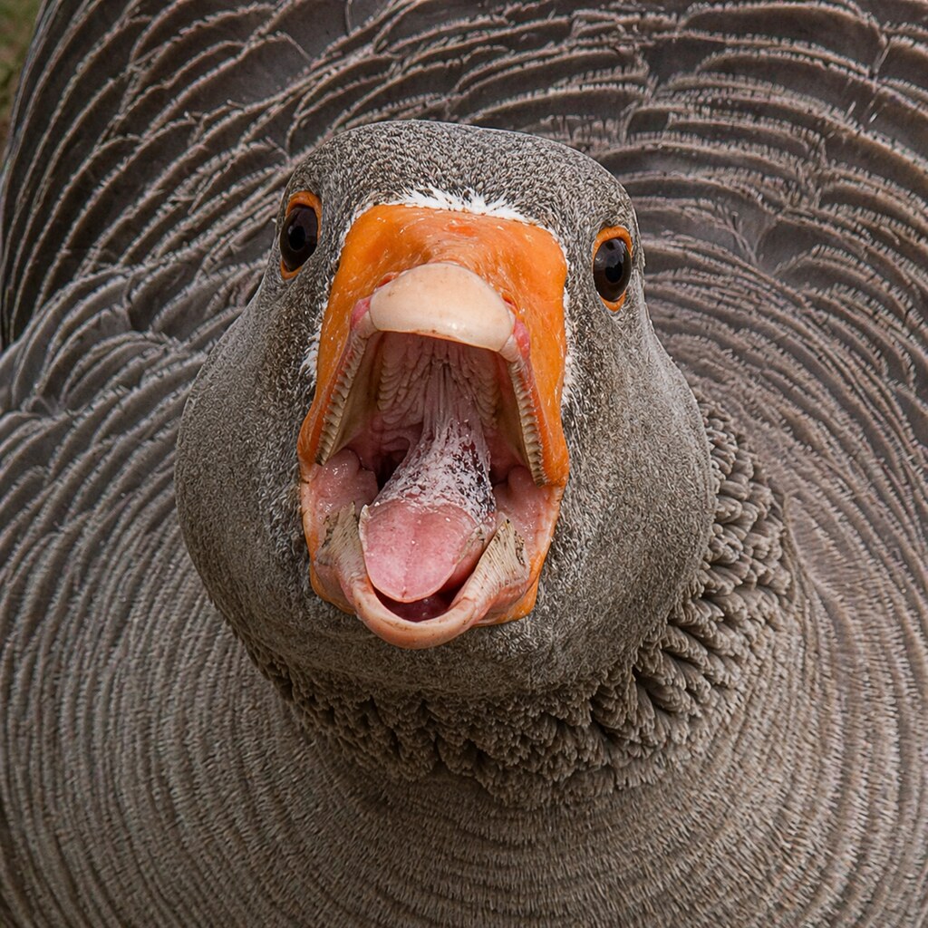Altered photo of a goose honking