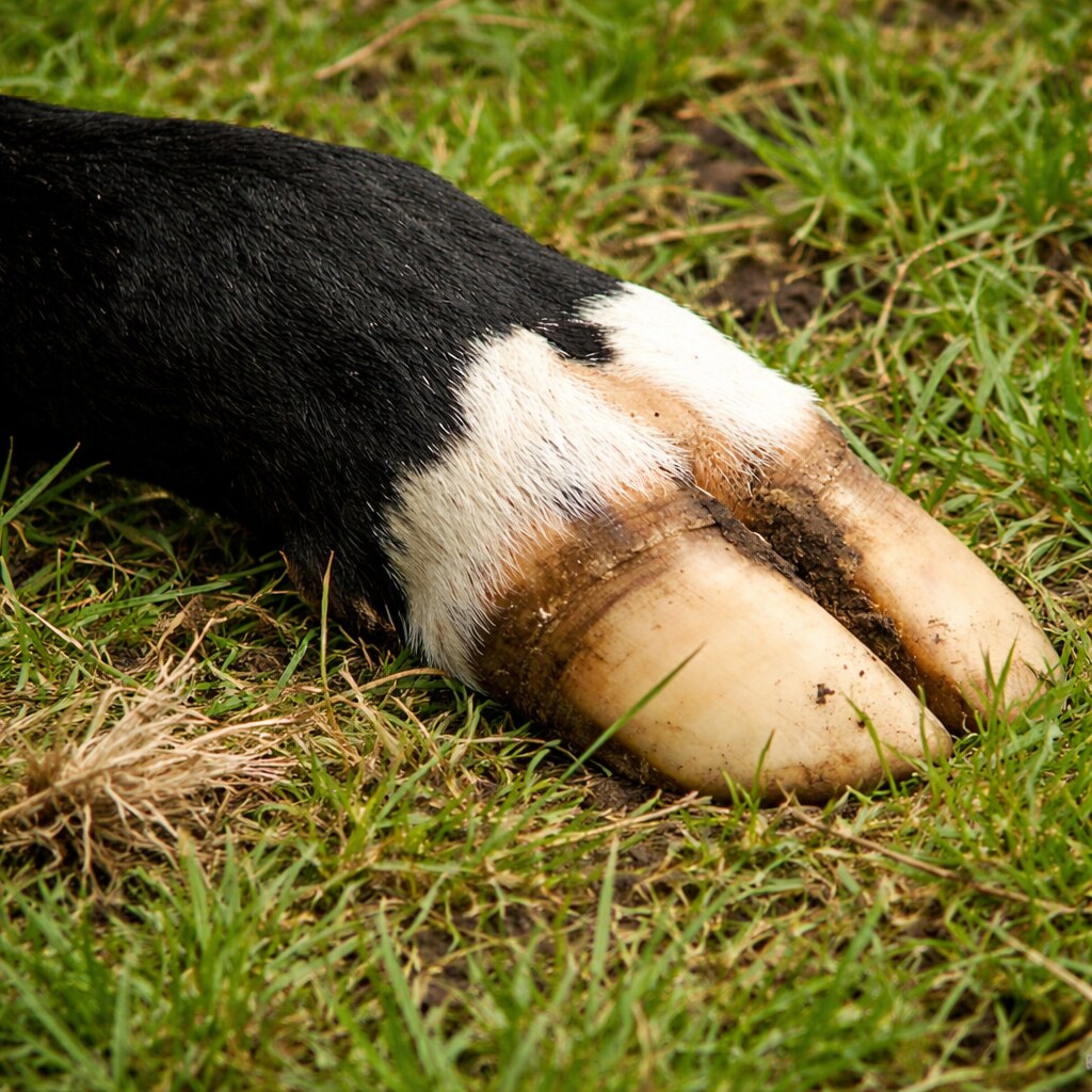 Photo of a cows hoof