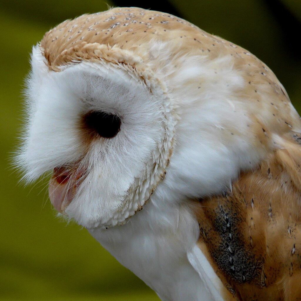 Photo of an owl hooting