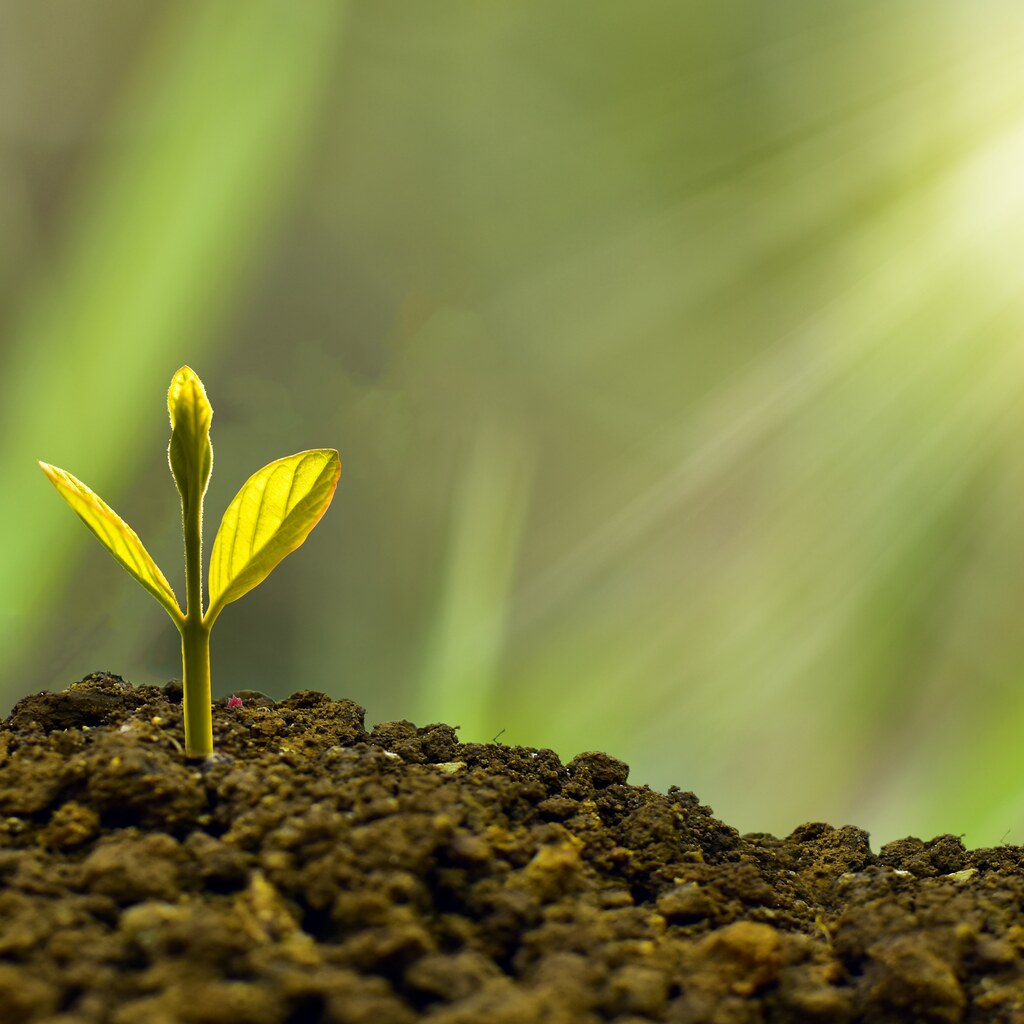Photo of a growing seedling
