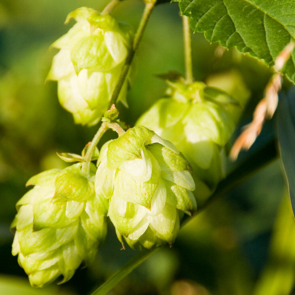 Photo of hops flowers