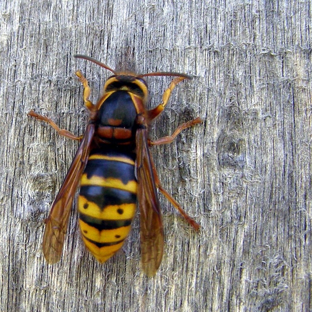 Photo of a hornet