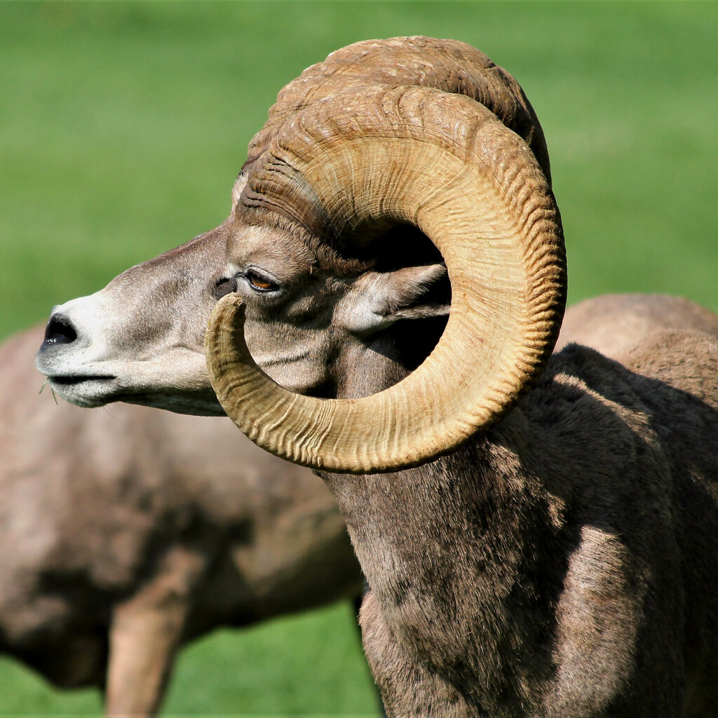 Photo of rams horns