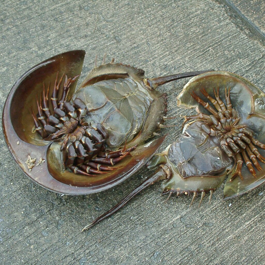 Photo of two upside-down horseshoe crabs.