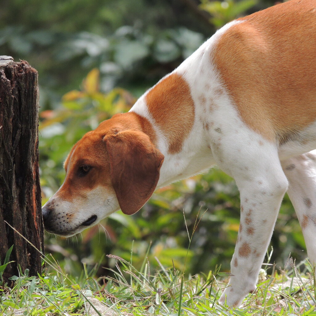 Photo of a hound dog