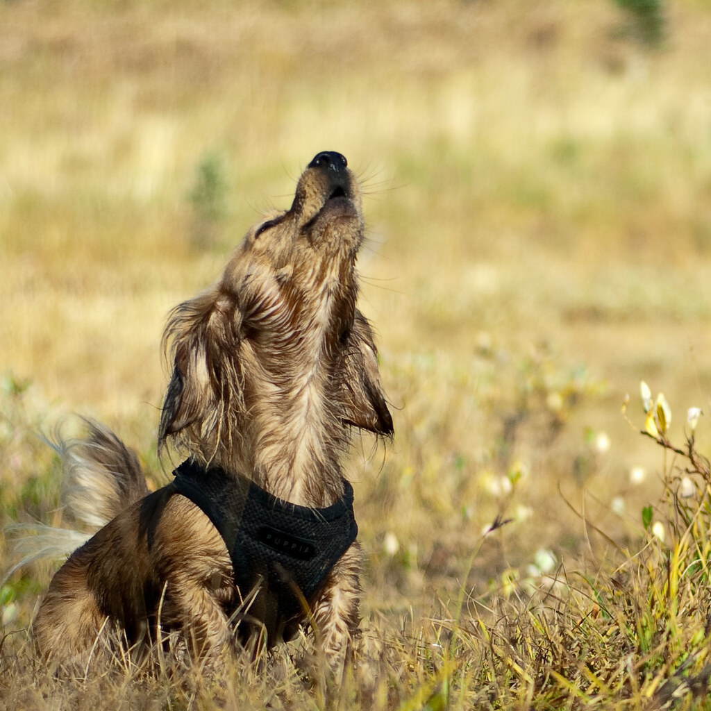 Photo of a dog howling.