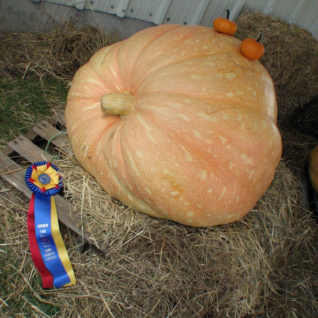 Photo of a huge pumpkin