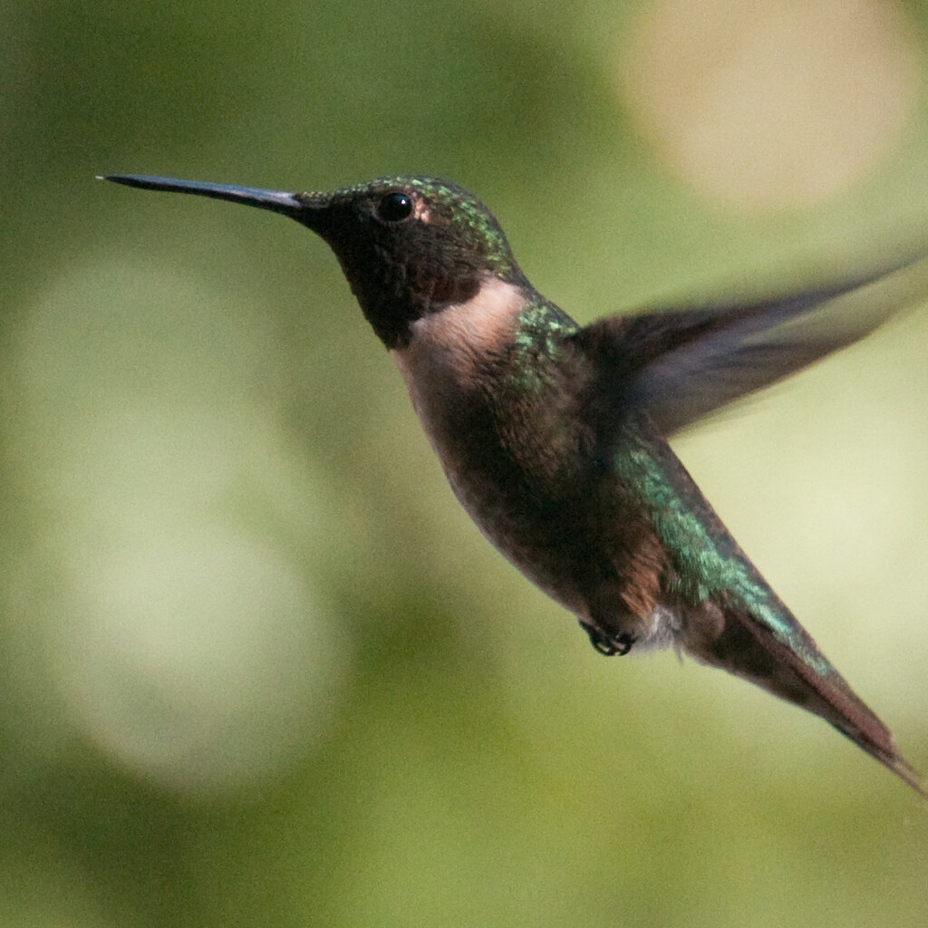 Photo of a hummingbird