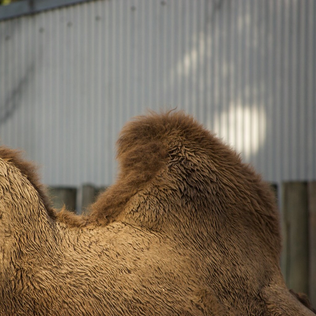 Photo of a camel's hump