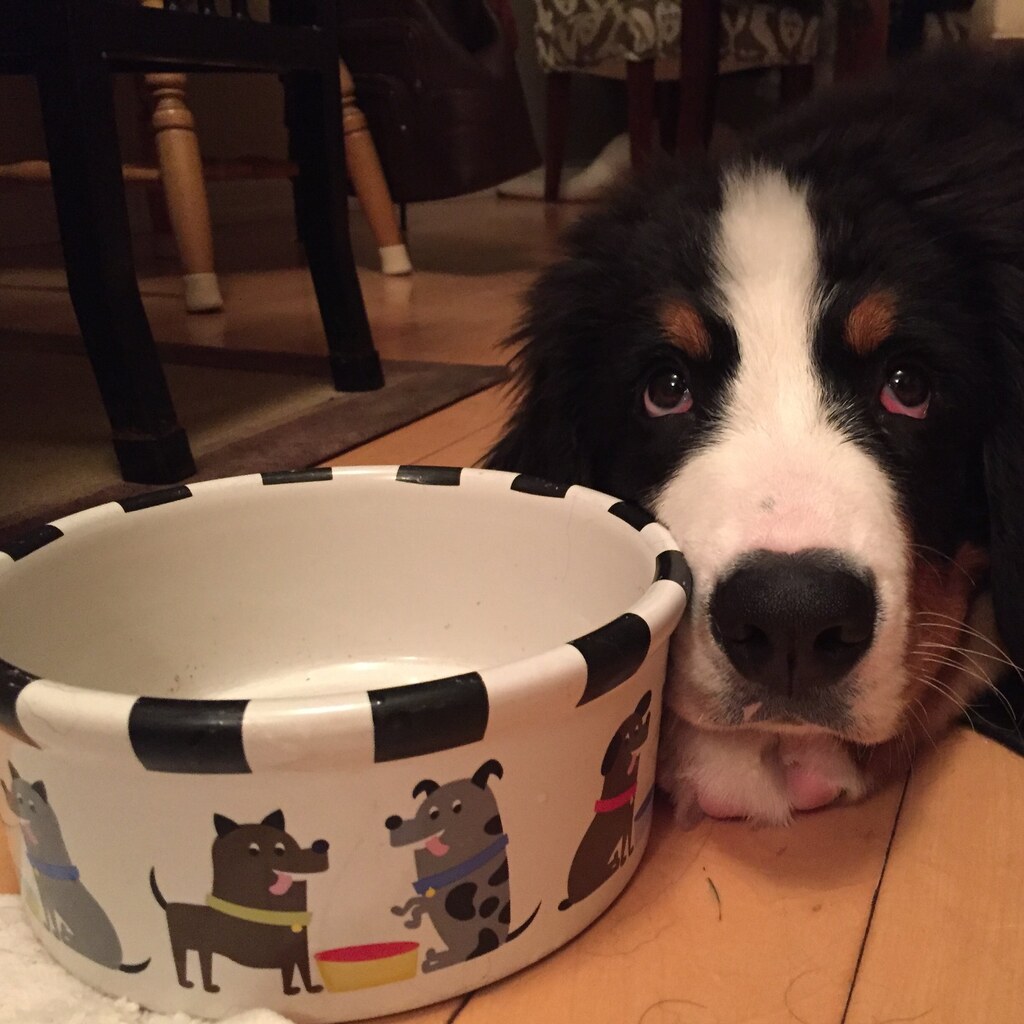 Photo of a hungry dog