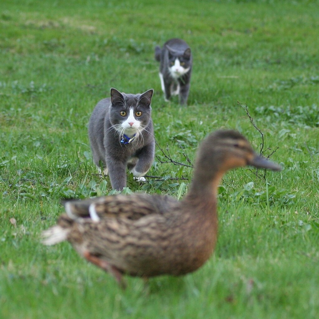 Photo of cats hunting a duck