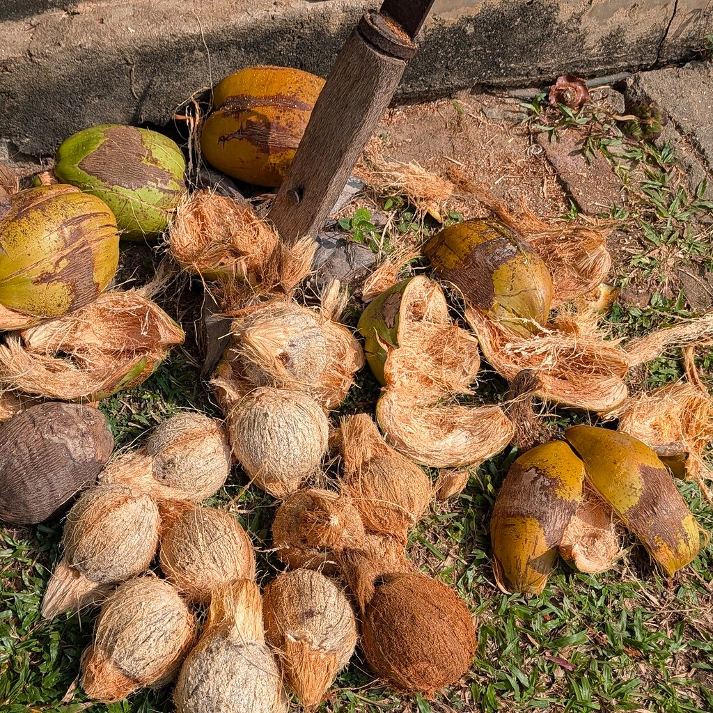 Photo of coconut husks.