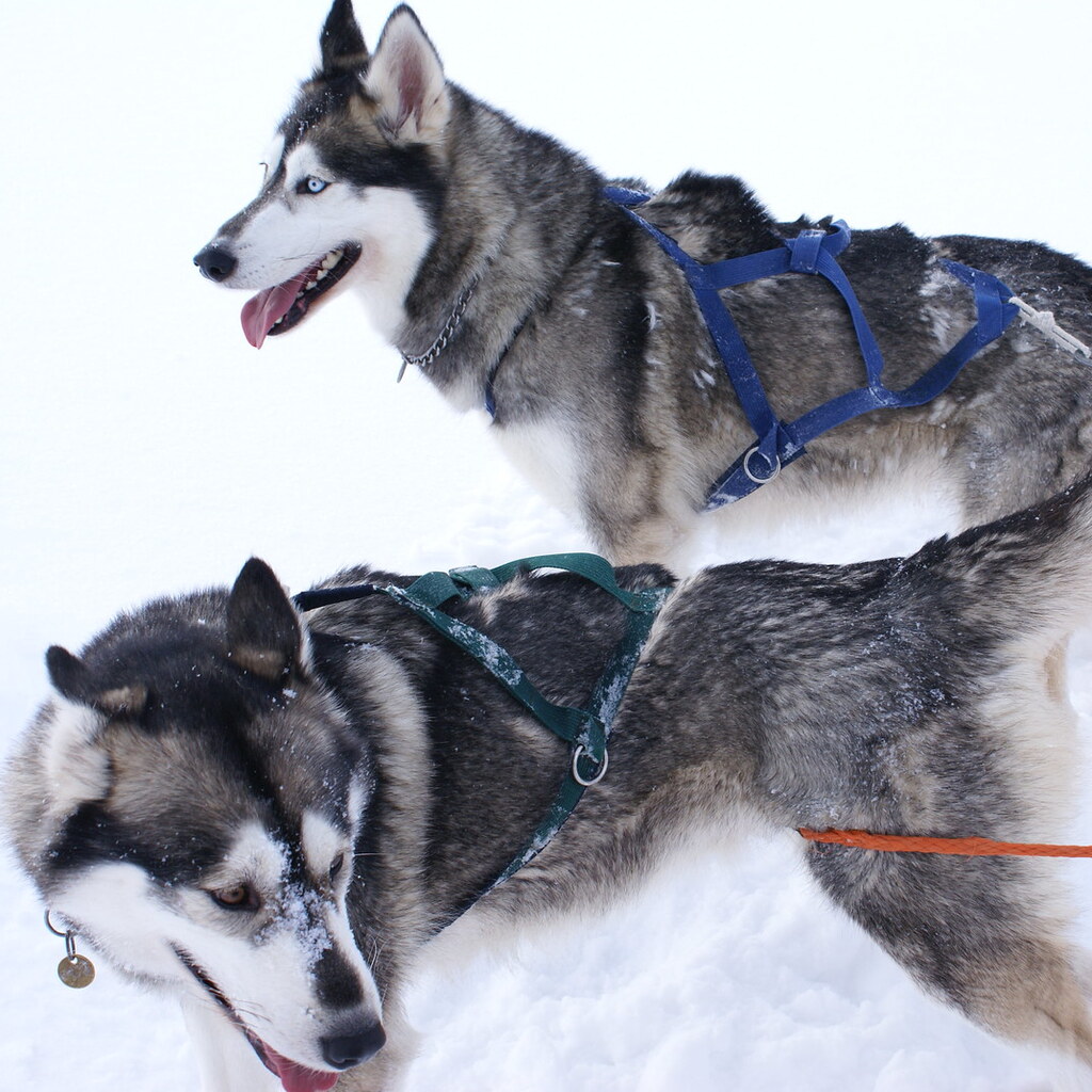 Photo of Siberian huskies