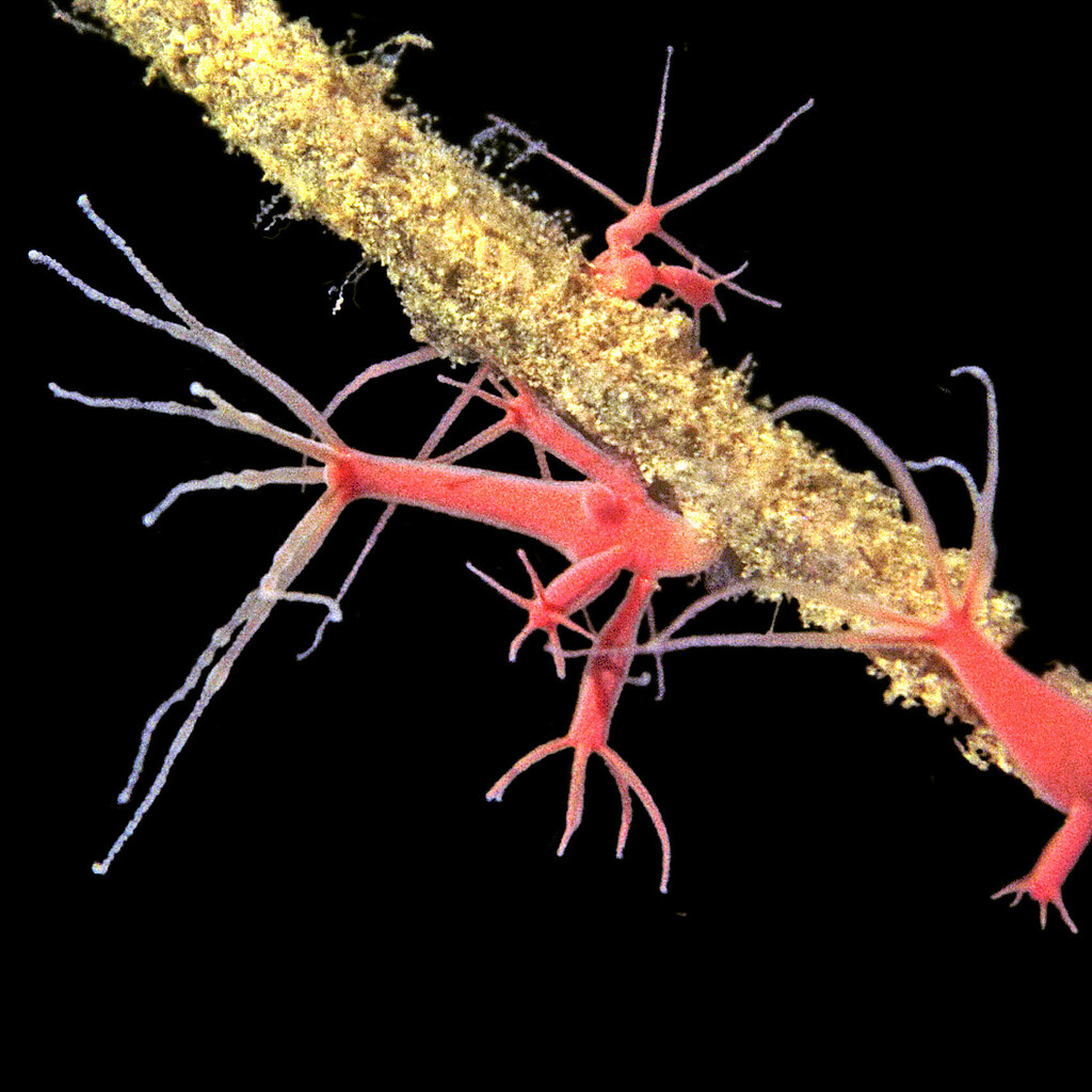 Photo of a freshwater hydra